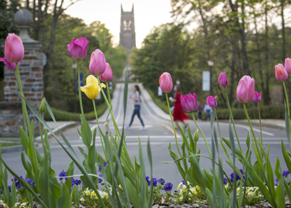 Flowers blooming on Duke's west campus